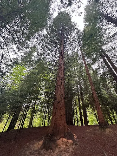 Aparcamiento del Bosque de Secuoyas 3 - Aparcamiento gratuito en Cabezon de la Sal - foto 2