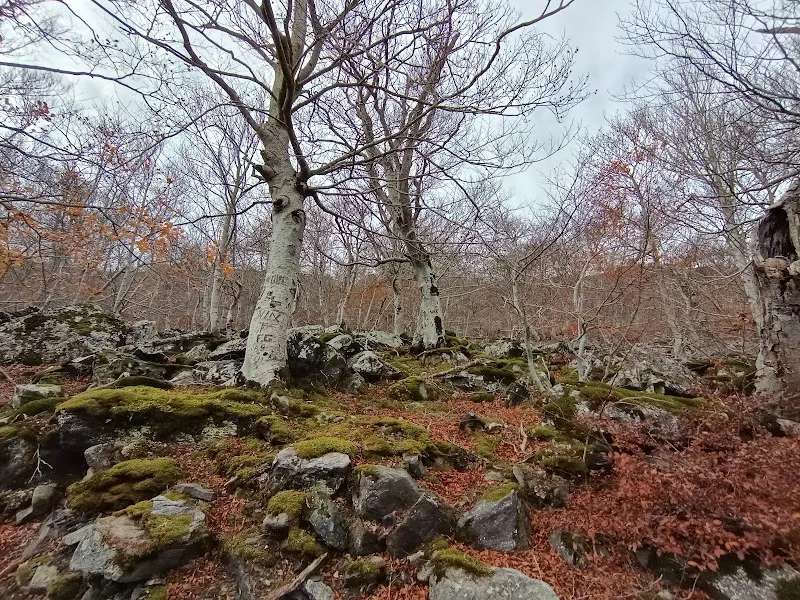 Hayedo de Peña Roya Moncayo