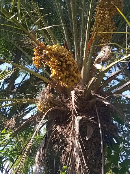 Aparcamiento el palmeral l - Alicante